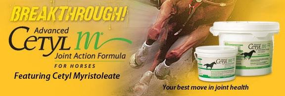 cetylm-horse.jpg